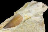 Rooted Mosasaur (Prognathodon) Tooth - Morocco #150162-1